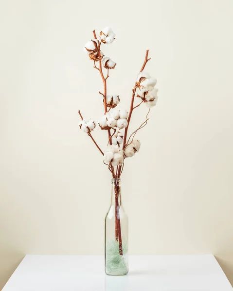 Cotton Flower Branch Bouquet Glass Bottle Vase Table Light Beige — Stok fotoğraf