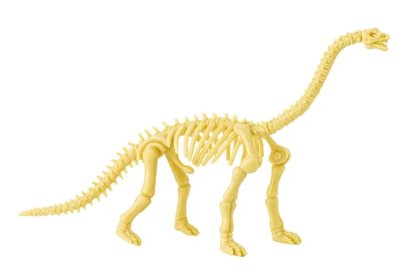Jouet Modèle Plastique Squelette Dinosaure Isolé Sur Blanc — Photo