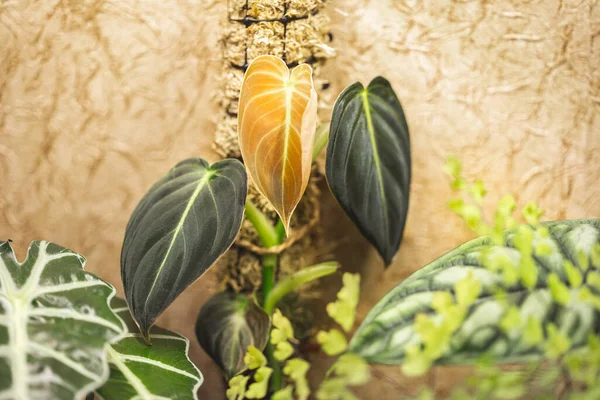 Neues Blatt Der Jungen Melanochrysum Pflanze Philodendron Wächst Auf Einer — Stockfoto