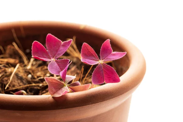 Oxalis Triangularis Oder Purpurschamrock Zimmerpflanze Erwacht Nach Der Winterruhe Terrakottatopf — Stockfoto