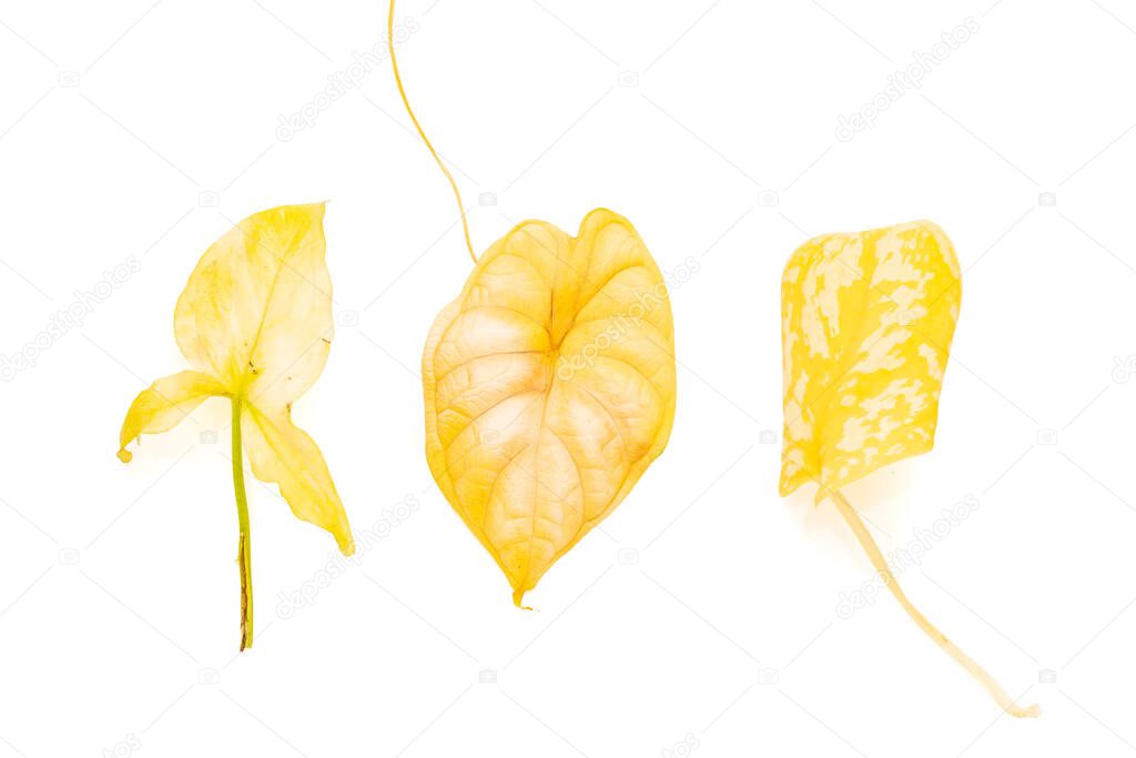 Bunch of yellowed leaves of different house plants over white isolated background. Syngonium, alocasia and scindapsus yellow leaf