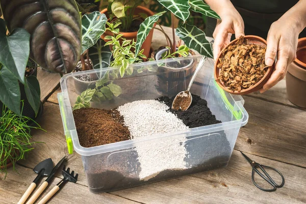 Female Gardener Hands Adding Coconut Husk Chips Aroid Soil Mix — Stock Photo, Image