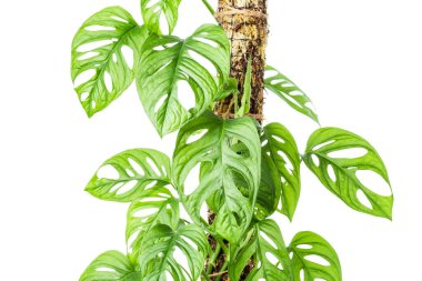 Monstera Adansonii ya da Monstera Monkey Mask beyaz yosun direğine kurulmuş. 
