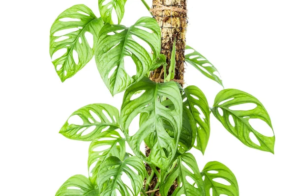 Monstera Adansonii ya da Monstera Monkey Mask beyaz yosun direğine kurulmuş. 