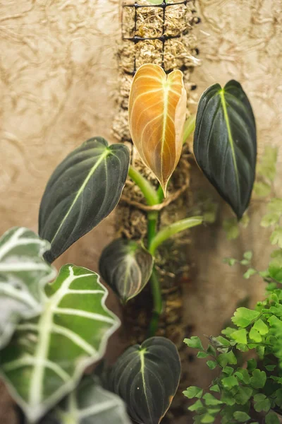 Genç Philodendron Melanochrysum Bitkisinin Yeni Yaprağı Diğer Bitkilerin Arasında Bir — Stok fotoğraf