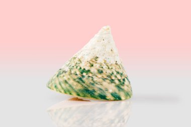 Mavi ve sarı renkte yansımalı türban salyangoz deniz kabuğu. Yaz tatili konsepti 