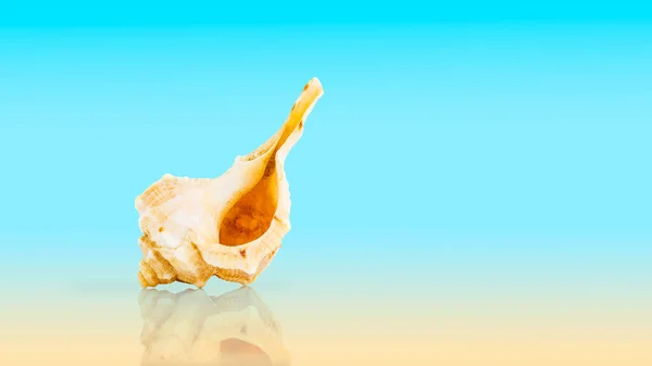Florida Horse Conch Sea Оболонка Синьому Жовтому Градієнті Відбиттям Концепція — стокове фото