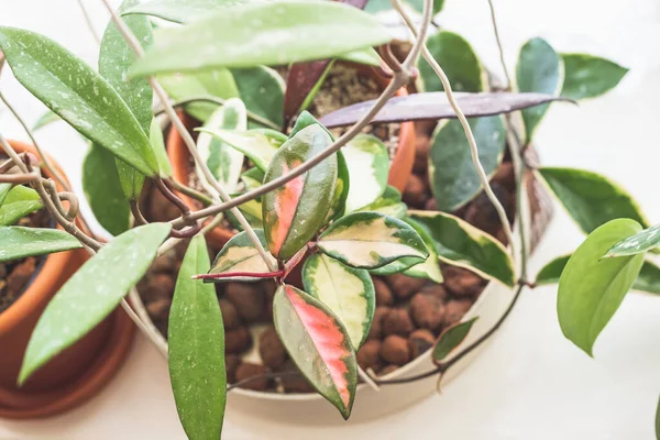 Group Different Hoya Plant Species One Pot Windowsill Sun Colored — Stock Photo, Image
