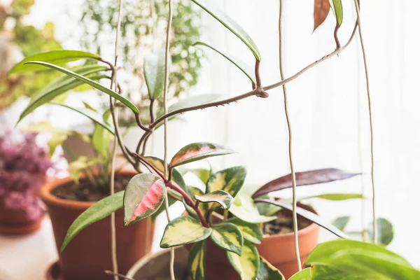Gruppe Verschiedener Hoyaer Pflanzenarten Einem Topf Auf Der Fensterbank Sonne — Stockfoto