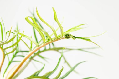 Philodendron Bipinnatifidum Tortum, karıncalı yaprakları derince kesilmiş nadir bulunan bir aroid ev bitkisidir. Yeni yaprak kıvrılmış ve bükülmüş 