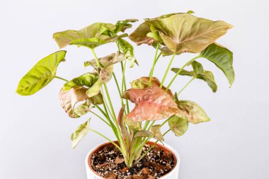 Gri arka planda beyaz tencerede bulunan güzel pembe Sengonyum bitkisi. Araceae ailesinden sengonyum podophyllum pembe imalı saksı bitkisi. 