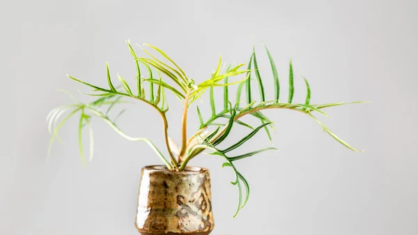 Philodendron Bipinnatifidum Tortum Ist Eine Seltene Zimmerpflanze Mit Lanzenförmigen Tief — Stockfoto