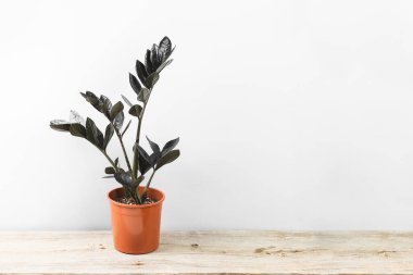 Zamioculcas Zamiifolia Raven. Fotokopi alanı olan gri arka planda siyah yapraklı saksı bitkisi. Ürkütücü karanlık bitkiler koleksiyonu