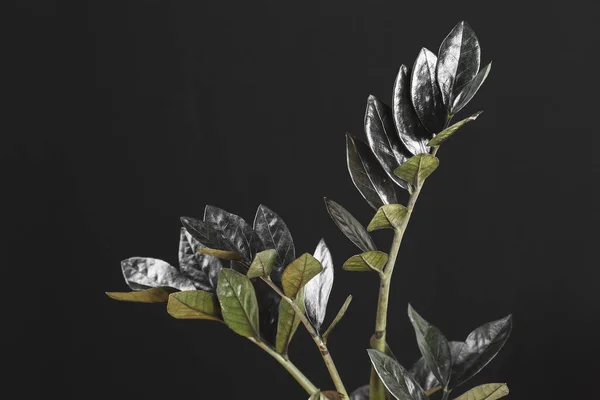 Zamioculcas Zamiifolia Raven, siyah arka planda fotokopi alanı olan siyah yapraklı saksı bitkisi. Ürkütücü karanlık bitkiler koleksiyonu