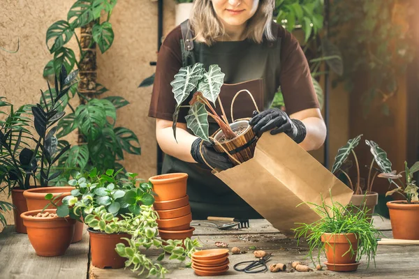 Female Shop Assistant packing plants into the paper bags for the delivery service at the workshop or plant store. Plant shop business owner