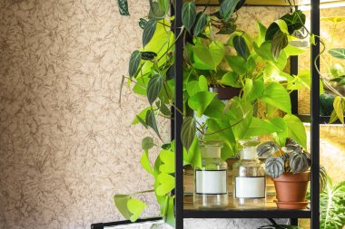 Epipremnum Neon, Philodendron Micans, Peperomia Silver ve eczacı cam kavanozları olan siyah metal fabrika rafı. Ev bahçesi endüstriyel ev dekorasyonu kopya alanı ile kurulmuş