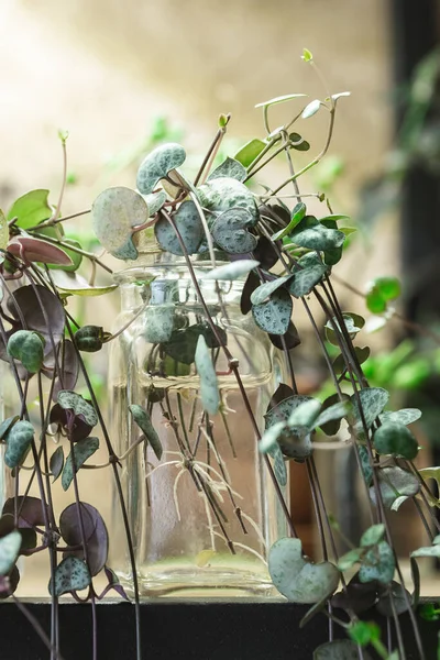 Ceropegia Woodii Zimmerpflanze Fortpflanzung Wasser String Hearts Pflanzt Stecklinge Glasgefäßen — Stockfoto
