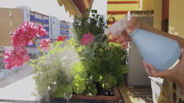 Niños Manos Rociando Flores Geranios Balcón Caluroso Día Verano — Vídeo de stock