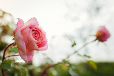 Yaz bahçesinde açan pembe şeftali rengi gül Abraham Darby. İngiliz Austin seçim gülleri