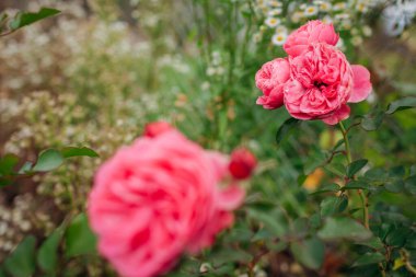 Leonardo da Vinci yaz bahçesinde açan pembe bir gül. Meilland seçim gülleri