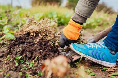 Çiftçi sonbaharda kürekle fıstık topluyor. Bahçıvan çetesini çekiyor. Sonbahar hasadı. Organik tarım ve bahçıvanlık.