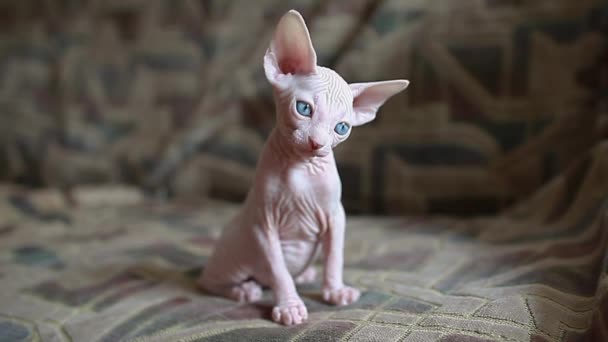 Canadian Sphynx Kitten Sitting Couch Home Hairless White Curious Pet — Stock Video