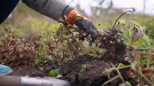 Bauer Pflückt Herbst Erdnüsse Die Mit Der Schaufel Ausgräbt Gärtner — Stockvideo