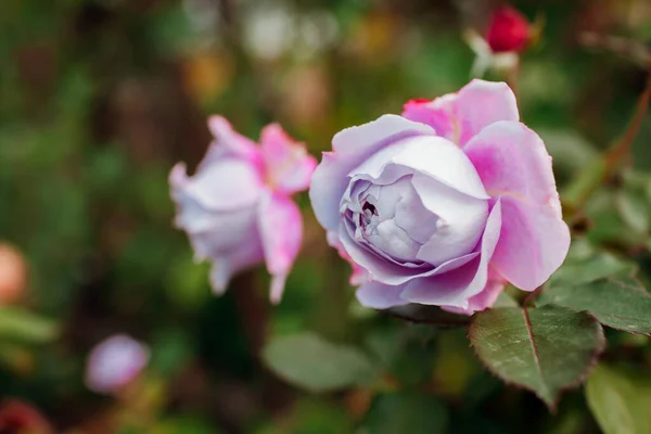 Lawendowy Fioletowy Róż Nowalis Kwitnie Ogrodzie Letnim Zbliżenie Kwiatu Kordes — Zdjęcie stockowe