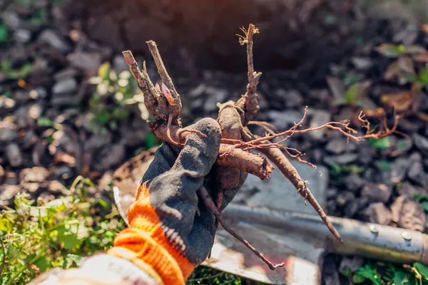 Jardineiro Plantando Tubérculos Peônia Enraizadas Nuas Solo Jardim Outono Usando — Fotografia de Stock