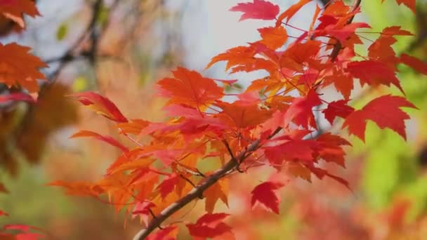 Červený javorový list se třese ve větru v podzimním parku. Přirozené pozadí. Podzimní barvy. Acer tree growing in forest — Stock video