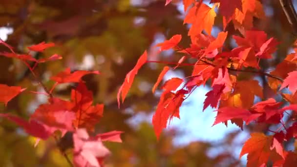Червоні кленові листя трясуться на вітрі в осінньому парку. Природний фон. Осінні кольори. Акерне дерево, що росте в лісі — стокове відео
