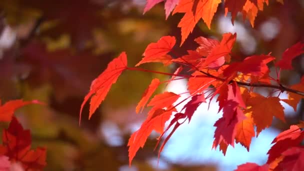 Hojas de arce rojo temblando en el viento en el parque de otoño. Fondo natural. Colores de otoño. Acer árbol que crece en el bosque — Vídeos de Stock