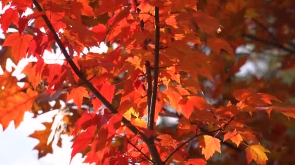 Κόκκινα φύλλα σφενδάμου τρέμουν στον άνεμο στο πάρκο του φθινοπώρου. Φυσικό υπόβαθρο. Φθινοπωρινά χρώματα Καλλιέργεια δέντρου Acer στο δάσος — Αρχείο Βίντεο
