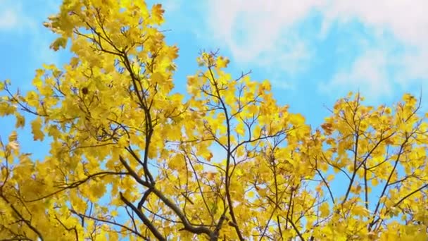 Жовті кленові листя трясуться на вітрі в осінньому парку. Природний фон. Колір падіння — стокове відео