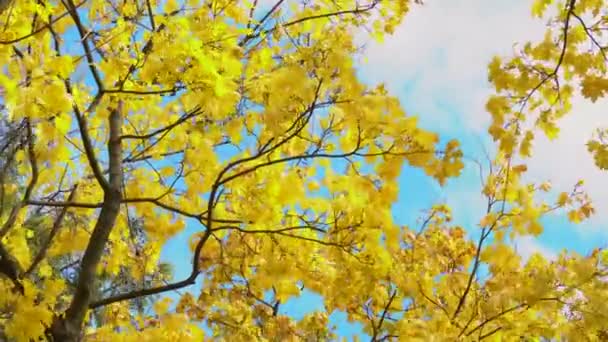 Las hojas amarillas de arce se agitan al viento en el parque otoñal. Fondo natural. Color de caída — Vídeos de Stock