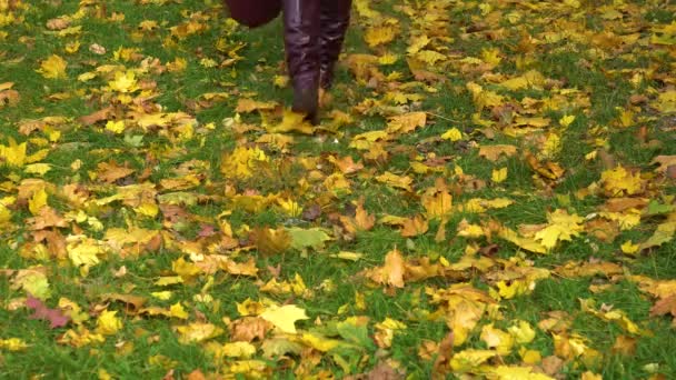 Woman walking on fallen yellow leaves in autumn park wearing stylish leather boots holding purse. Fall colors — Stock Video