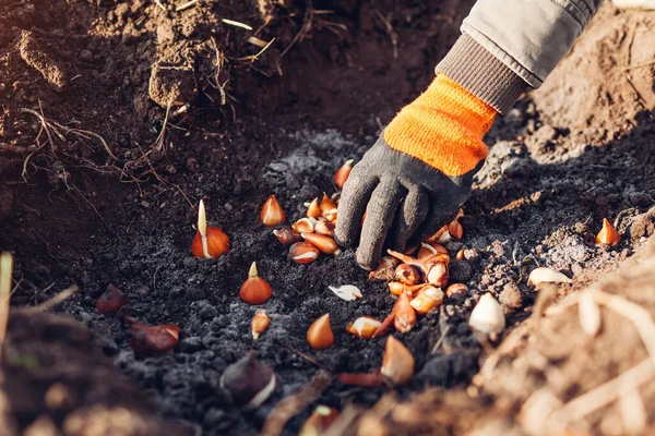 Lale soğanları ekime girer. Bahçıvan toprağa kül ile ampul koyar. Sonbahar bahçe işleri — Stok fotoğraf
