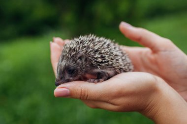 Kirpi el ele oturuyor. Parkta küçük kirpi bebeği tutan bir kadın. Yürürken evcil hayvanla