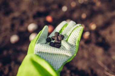 Anemon ampulleri ekim sırasında düşer. Avuç dolusu kökü toprağa gömmeye hazır kadın bahçıvan. Sonbahar bahçe işleri. Bahar çiçekleri ekiyorum.