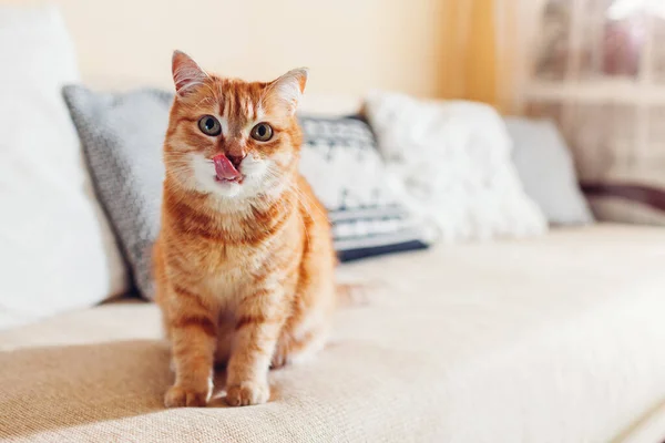 Ginger Gato Lambendo Boca Relaxante Sofá Sala Estar Casa Animal — Fotografia de Stock