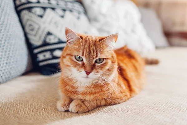 Vörös Macska Kanapén Pihen Nappaliban Párnák Mellett Pet Élvezi Pihenést — Stock Fotó