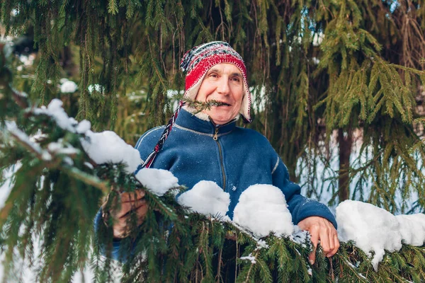 老人躺在雪地的冬季森林里 嘴里衔着枞树枝条 在户外玩乐的人 — 图库照片