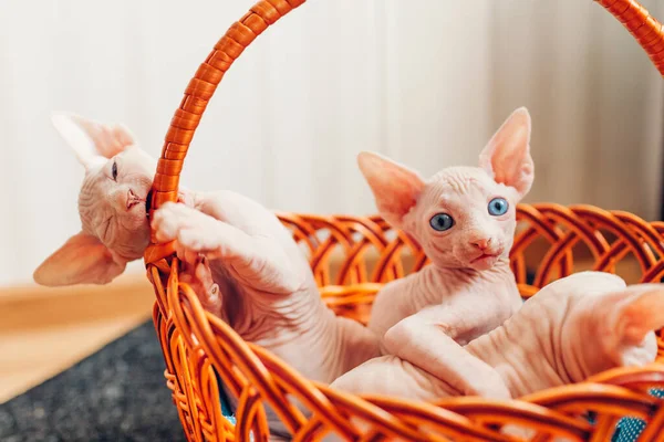 Dwa Kanadyjskie Kociaki Sfinksowe Siedzą Koszyku Domu Bezwłosy Zwierzak Niebieskimi — Zdjęcie stockowe