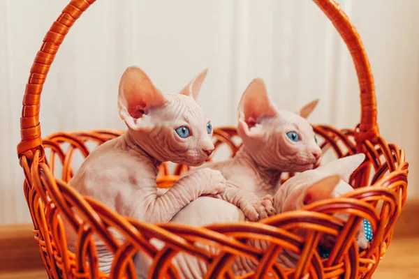 Dwa Kanadyjskie Kociaki Sfinksowe Siedzą Koszyku Domu Bezwłosy Zwierzak Niebieskimi — Zdjęcie stockowe