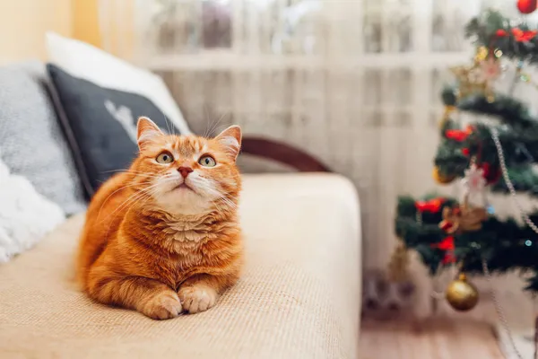 Ginger cat relajándose en el sofá junto al árbol de Navidad en casa. Navidad y Año Nuevo vacaciones de invierno —  Fotos de Stock