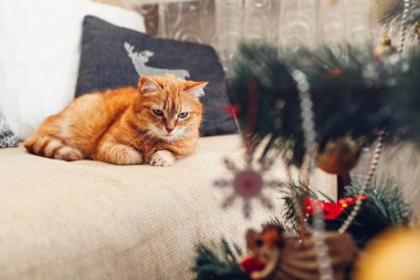 Kızıl kedi evdeki Noel ağacının yanında kanepede dinleniyor. Evcil hayvan gibi rahat ve rahat. Noel ve yeni yıl kış tatili