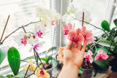 Kadınlar pencere pervazında orkide çiçeklerini severler. Ev bitkileriyle ilgilenen bir kız. Turuncu Altın Elma, Narnonne, Atlı Çiçek