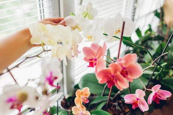 Kadınlar pencere pervazında orkide çiçeklerini severler. Ev bitkileriyle ilgilenen bir kız. Turuncu Altın Elma, Narnonne, Atlı Çiçek