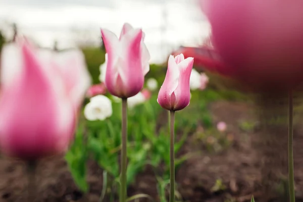 Close up of pink tulips growing in spring garden. Sanne variety. Flowers blooming outdoors in may — Stock Photo, Image