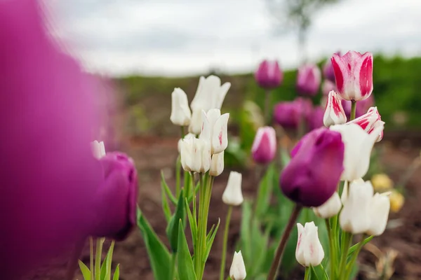Close up of pink tulips growing in spring garden. Negrita and Candy club variety. Flowers blooming outdoors in may — Stock Photo, Image